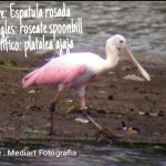 Espátula rosada