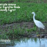 Garceta Nivosa