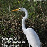 Garza Real