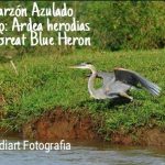 Garzón azulado
