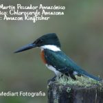 Martín pescador amazónico