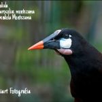 Oropendula