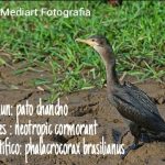 Pato chancho