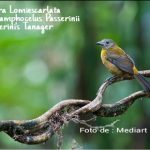 Tangara Lomiescárlata