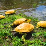 Tortugas Albinas