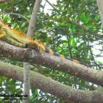 iguana