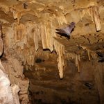 Agencia Turismo Indigena - Cavernas El Venado29
