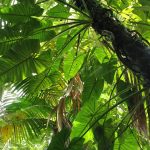 Agencia Turismo Indigena - Puentes Colgantes10