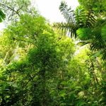 Agencia Turismo Indigena - Puentes Colgantes12