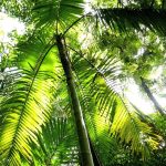 Agencia Turismo Indigena - Puentes Colgantes13