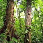 Agencia Turismo Indigena - Puentes Colgantes27