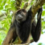 Agencia Turismo Indigena - Puentes Colgantes3