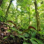 Agencia Turismo Indigena - Puentes Colgantes31