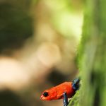 Agencia Turismo Indigena - Puentes Colgantes34