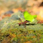 Agencia Turismo Indigena - Puentes Colgantes4