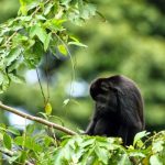 Agencia Turismo Indigena - Puentes Colgantes5