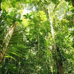 Agencia Turismo Indigena - Puentes Colgantes7