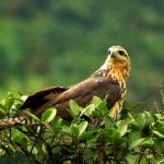 Turismo Indigena - Observacion de aves01