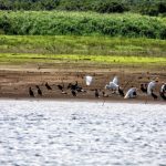 Turismo Indigena - Observacion de aves10