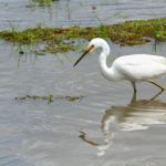 Turismo Indigena - Observacion de aves12