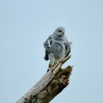Turismo Indigena - Observacion de aves20