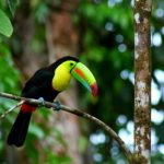 Turismo Indigena - Observacion de aves24