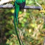 Turismo Indigena - Observacion de aves25