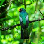 Turismo Indigena - Observacion de aves27