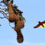 Turismo Indigena - Observacion de aves28