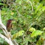 Turismo Indigena - Observacion de aves31