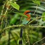 Turismo Indigena - Observacion de aves32