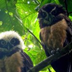 Turismo Indigena - Observacion de aves45