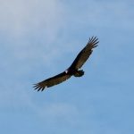 Turismo Indigena - Observacion de aves46