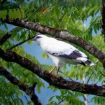Turismo Indigena - Observacion de aves47