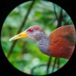 Turismo Indigena - Observacion de aves50