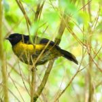 Turismo Indigena - Observacion de aves54