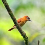 Turismo Indigena - Observacion de aves64