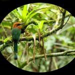 Turismo Indigena - Observacion de aves70