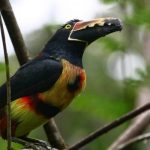 Turismo Indigena - Observacion de aves84