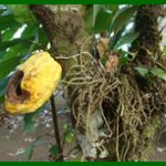 cacao1