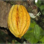 cacao2