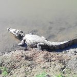 caiman1
