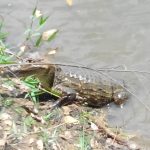 caiman2