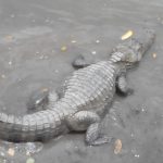 caiman3